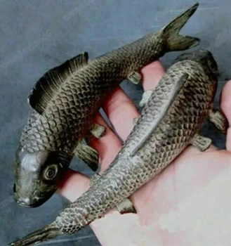 1 par (dva) skulptura iz Drevnog Japana od čiste bronce, svijetle карпообразная riba šaran